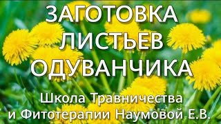 Заготовка листьев одуванчика