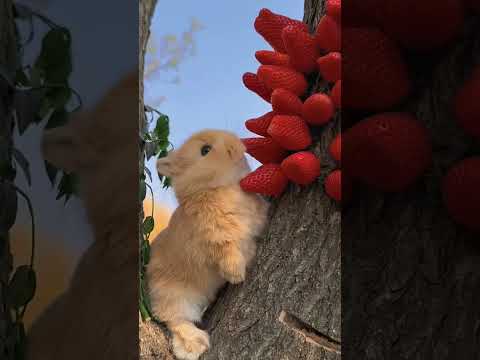 Part 1 Cute little rabbit eating some food.😀