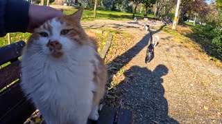 Every time you enter the cat island you’ll be chased and surrounded by friendly cats