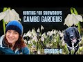 Searching for snowdrops  cambo gardens in fife scotland  painting snowflake flowers