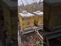how our bees are wintering