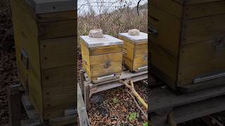 how our bees are wintering