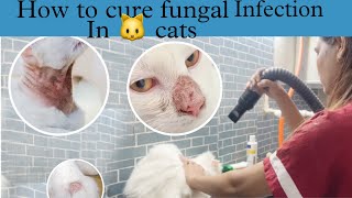 How to cure fungal infections in cats and kittens |helpful video for pet parents |fungal infections