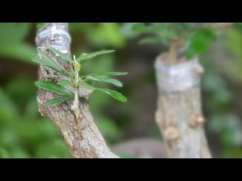 Video: Thông tin về Ghép cây
