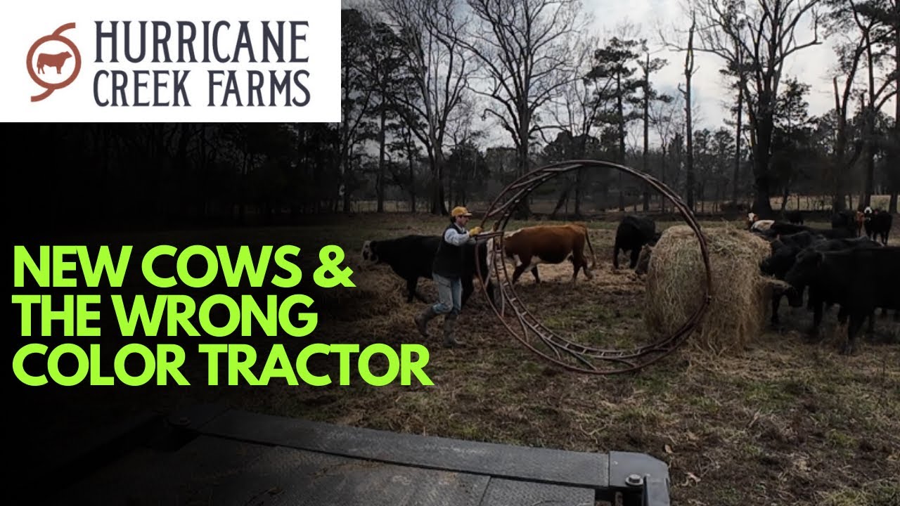 Buying more cows & driving the wrong color tractor!