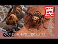 オオスズメバチを粘着にくっつけると一体どうなる???【ミツバチを守るための駆除】【第三波・1/3】