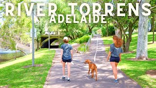 Adelaide, River Torrens -  Australia | 4K 60fps Walking Tour