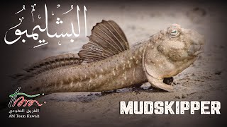 الفيلم الوثائقي القصير : البُشليمبو  - Mudskipper