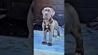 Dog evolution ☠️ #dog #viral #rottweiler #pitbull #canecorso #shorts #shortsfeed