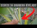 Saiba se sua bananeira vai botar cacho de bananas.