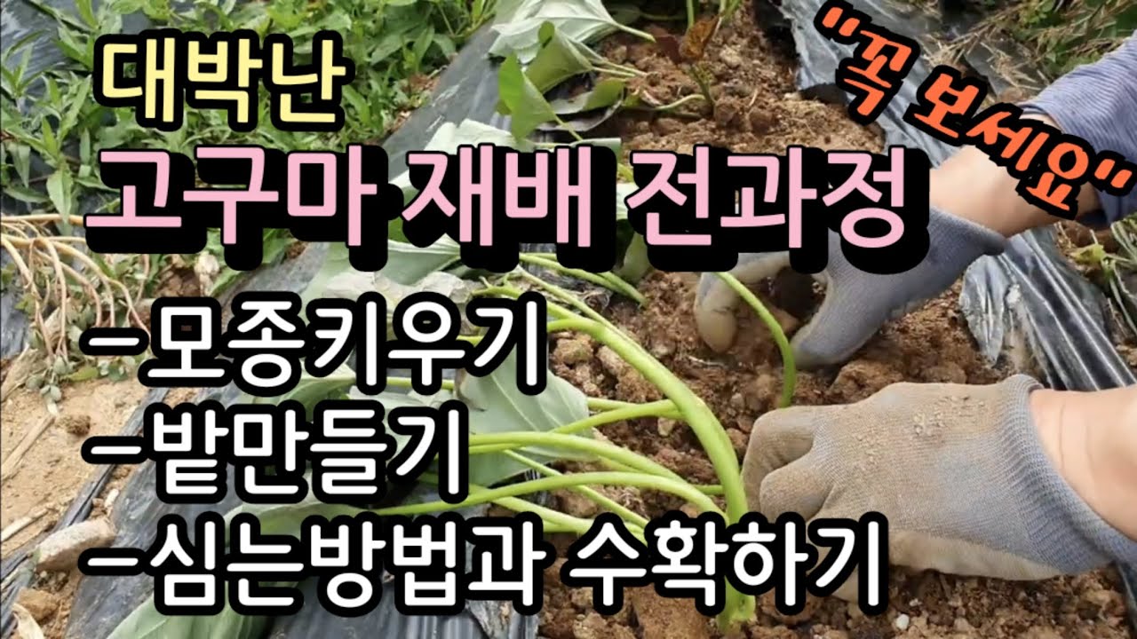 [24-50]대박난 고구마 재배 전과정,  이렇게 하시면 대박납니다