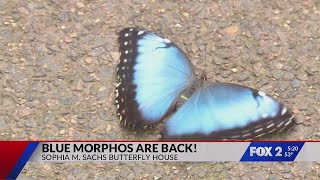 Blue morpho butterflies are back at the Butterfly House