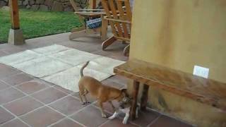 Maggie & Canela 5 Nov 2011.AVI