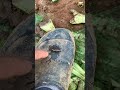 Play with snails