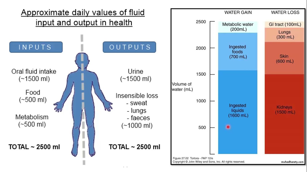 Pediatrics sec Dehydration & Fluid therapy YouTube