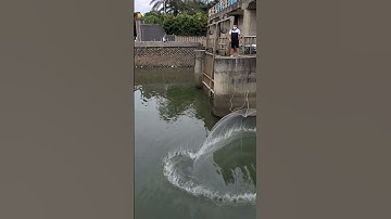 Quăng chài bắt cá nước lợ