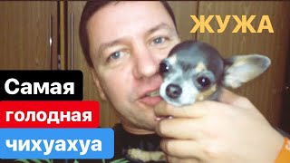 Самая голодная собака. Чихуахуа Жужа. The most hungry dog. Chihuahua Zhuzha. Самая голодная собака. Чихуахуа Жужа. The most hungry dog. Chihuahua Zhuzha.