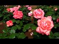 20170519 川口市立グリーンセンター Rose Garden in Kawaguchi Japan