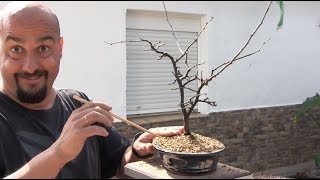 Membrillero Japonés bonsai - Pseudocydonia sinensis