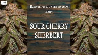 Sour Cherry Sherbert | Best Buds Strain Spotlight