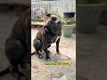 पुच्चू #vs#shorts#dogshorts#pitbull#dogtraining#americanbully#dog#labrador#ytshorts#k9#comedy
