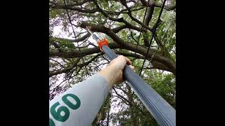 Hurricane Prepping, Tree Trimming 🤠😊😜