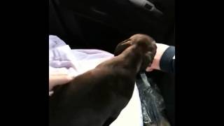 First Day With Sunny 9 Week Old Staffordshire Bull Terrier