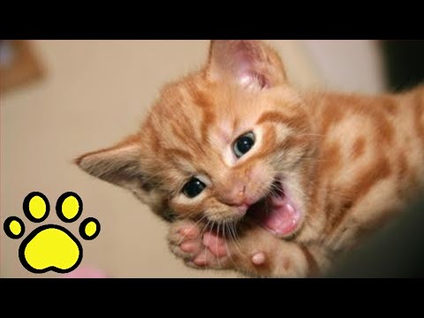 Video: Ar mano katė švilps savo kačiukus?