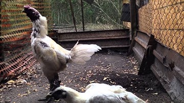 White Qaib Dub Nqaig - Molting