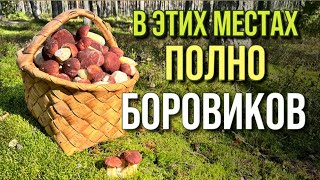 видео: 💥СТОЛЬКО БОРОВИКОВ ВИЖУ ВПЕРВЫЕ! НЕГДЕ СТУПИТЬ! Яркие грибы осени! Грибы 2025 картинка: 💥СТОЛЬКО БОРОВИКОВ ВИЖУ ВПЕРВЫЕ! НЕГДЕ СТУПИТЬ! Яркие грибы осени! Грибы 2025