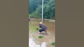 cách làm thông minh, cấy lúa nước không đau lưng