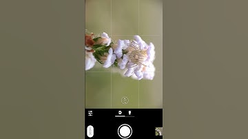 Sony 25mm extreme macro lens field test . #sonylenses #macrophotographyideas #mobilemacro