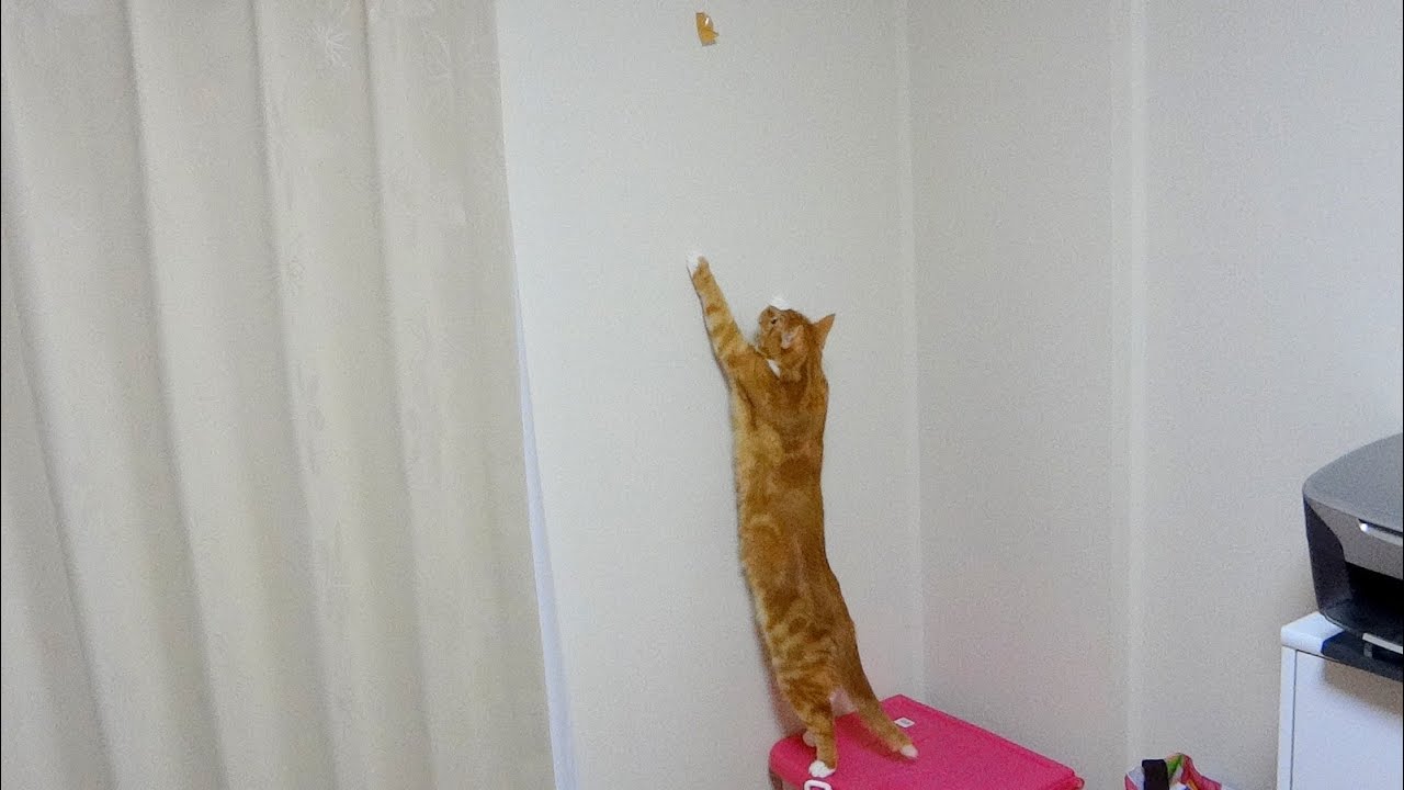 ガムテープに興奮のする猫 The Cat Gets Exited To Duct Tape Youtube