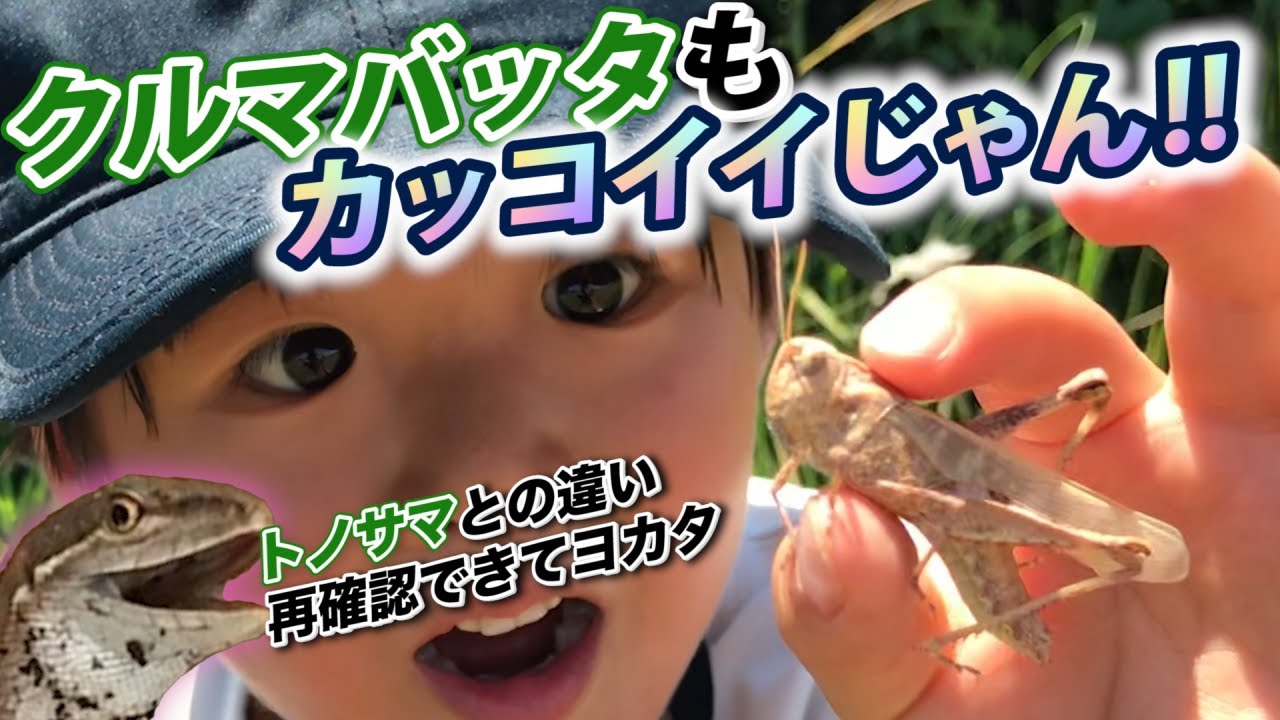 ニセモノ 河原にトノサマバッタ捕まえに行ったらクルマバッタだった件 Youtube ニセモノ 河原にトノサマバッタ捕まえに行ったらクルマバッタだった件 Youtube