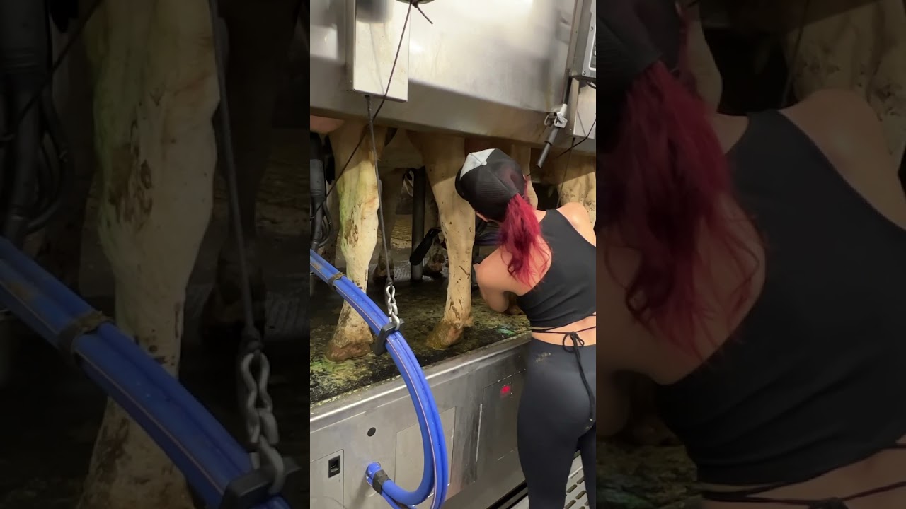 World Amazing Hay Bale Handling Modern Agriculture Equipment Mega Machines Tractor, Harvester, Truck