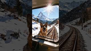 German Shepherd Mom And Puppies Rescue The Train