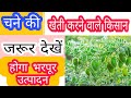 Chane ki kheti kaise karen | 2024/25 में चने की खेती | A to Z jankari | doller chane ki kheti