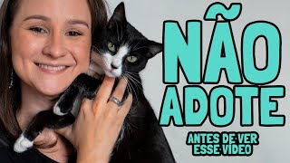 Não ADOTE um GATO Antes de Ver Esse Vídeo  Ju Almeida Pet