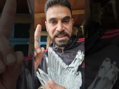 موصفات المشمشي والبايملي