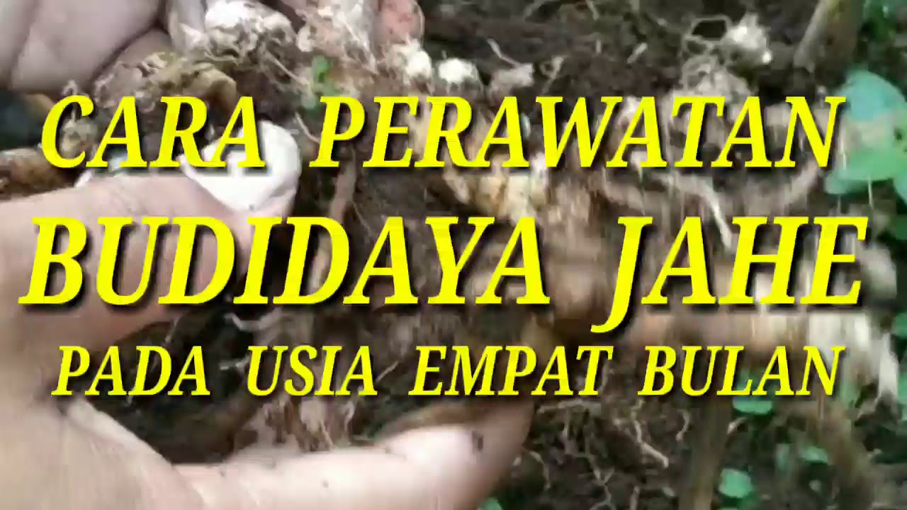 CARA PERAWATAN BUDIDAYA JAHE PADA USIA EMPAT BULAN