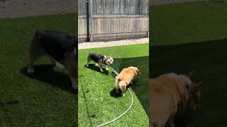 Corgi versus sprinkler #Corgi #FunnyDogs #Pets #CorgisOfTikTok ￼
