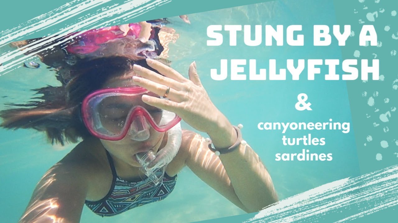 STUNG BY A JELLYFISH & CANYONEERING YouTube