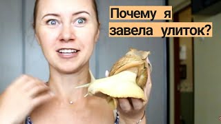 КАК Я ЗАВЕЛА УЛИТОК АХАТИН? Видео про улиток🐌