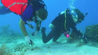 Over 600 scuba divers, volunteers take part in Florida Keys underwater, coastal debris removal
