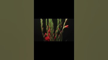 The Unbelievable Power of Exponential Growth