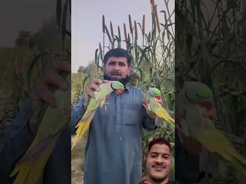 Indian ring neck parrots #talkingparot #birds #parrot #nonstoptalkingparrot #funny #villagelife