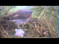 Goshawk nest activity 5-2-2014