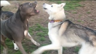 A Male Husky Tests A Male Cane Corsopitbull