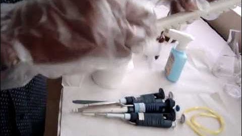 SSR marker and mini  SDS-PAGE