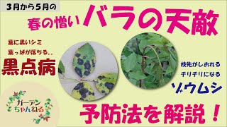 バラの黒点病（黒星病）とゾウムシを予防しよう！